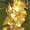 Sacred_phoenix